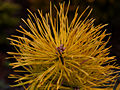 Pinus sylvestris Gold Coin IMG_1502 Sosna pospolita